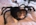 Asianoak's user avatar