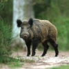 bavarianboar user avatar